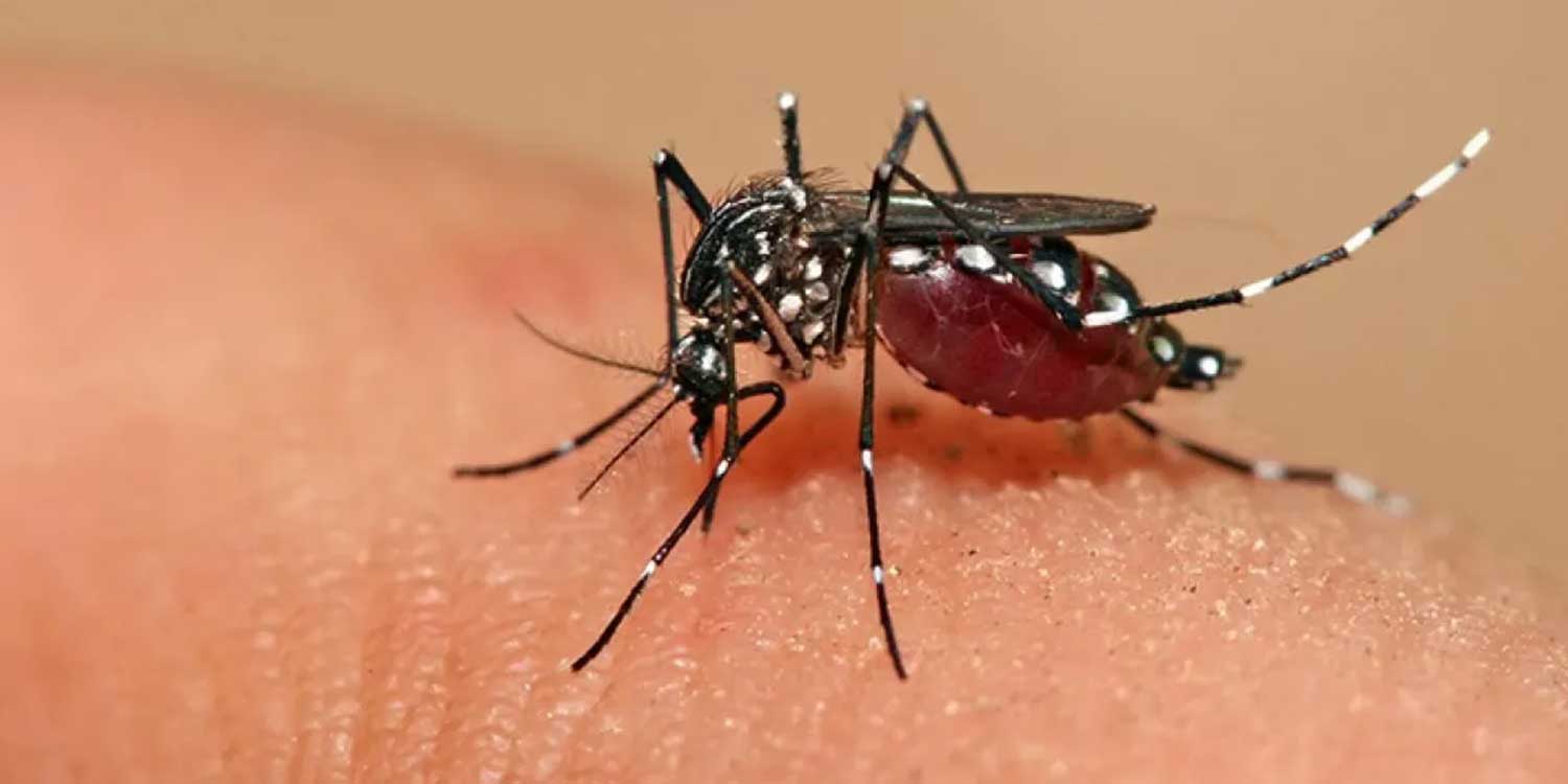 Investigadora de UPAO: mosquito del dengue es resistente a insecticidas - Nueva investigación busca eliminar los estadios larvarios del vector. 